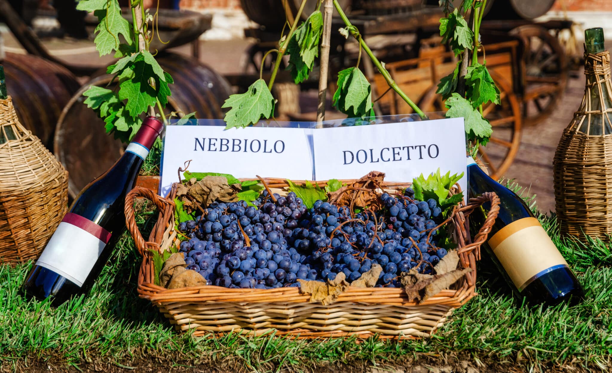 Cesto con uva e bottiglie di Nebbiolo e Dolcetto, vini tradizionali e famosi delle Langhe Piemonte, Italia