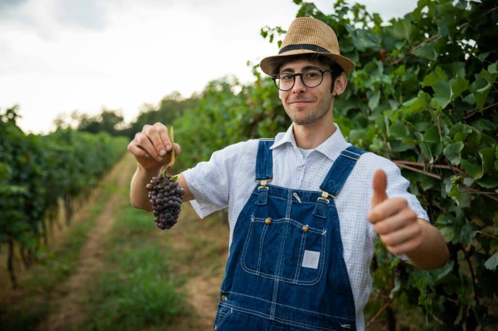 A winegrower holding a bunch of grapes gives the thumbs up during the harvest