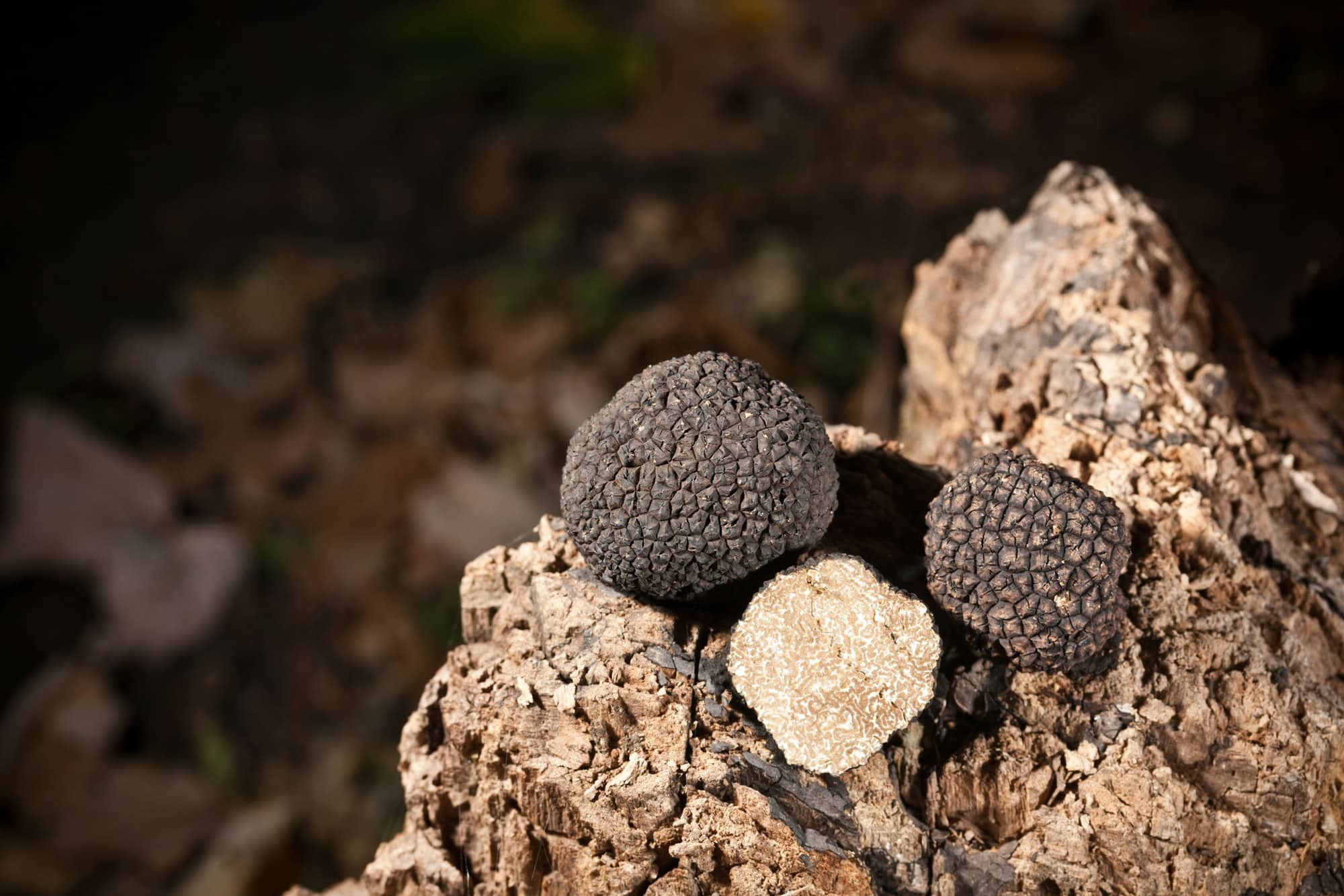 Tartufo nero in Umbria