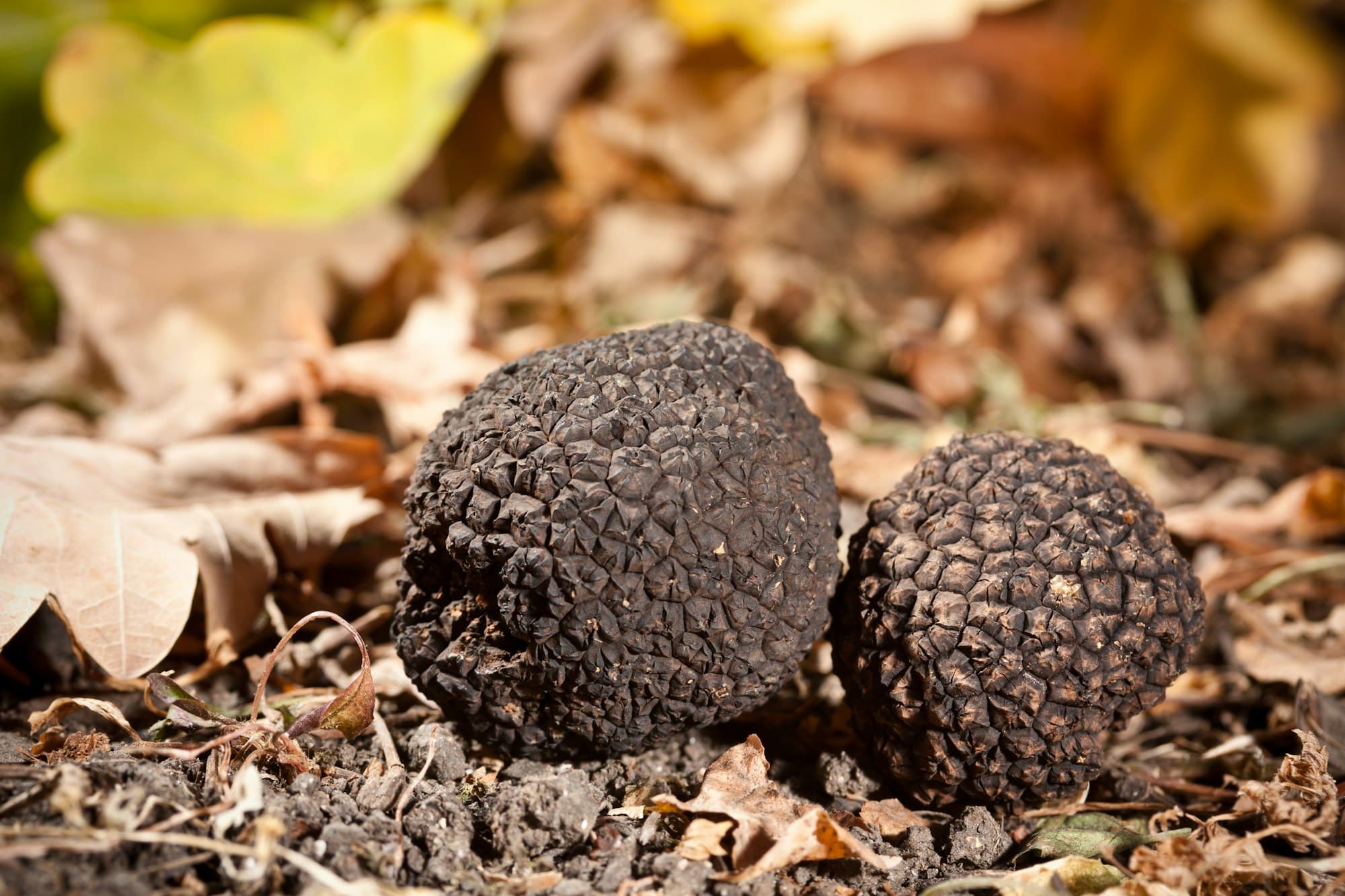 Tartufo Nero di Gubbio