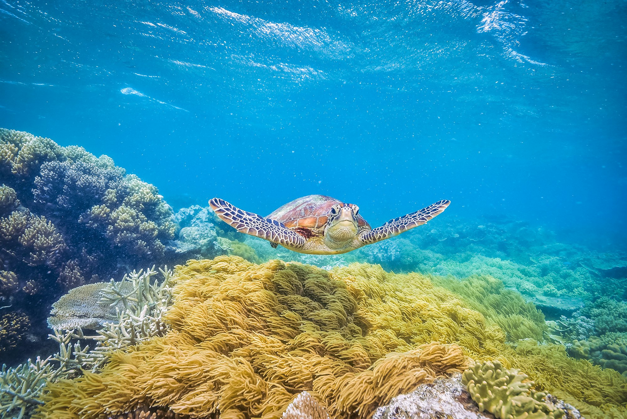 Tartaruga che nuota nella barriera corallina