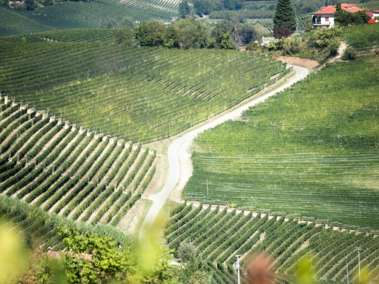 Visitare cantine nelle Langhe