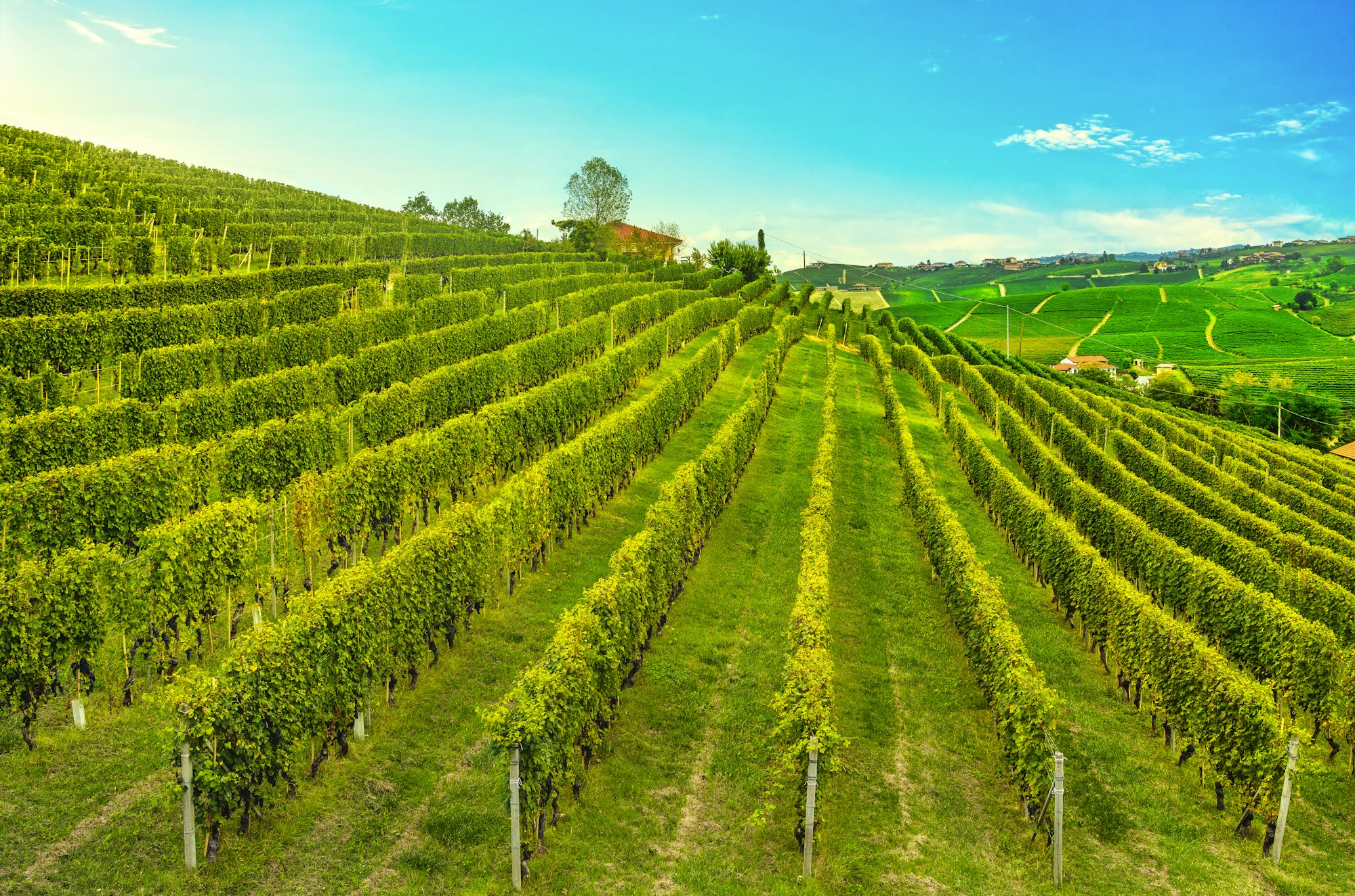 Vista sui vigneti delle Langhe, Barolo e La Morra, Piemonte, Italia Europa.