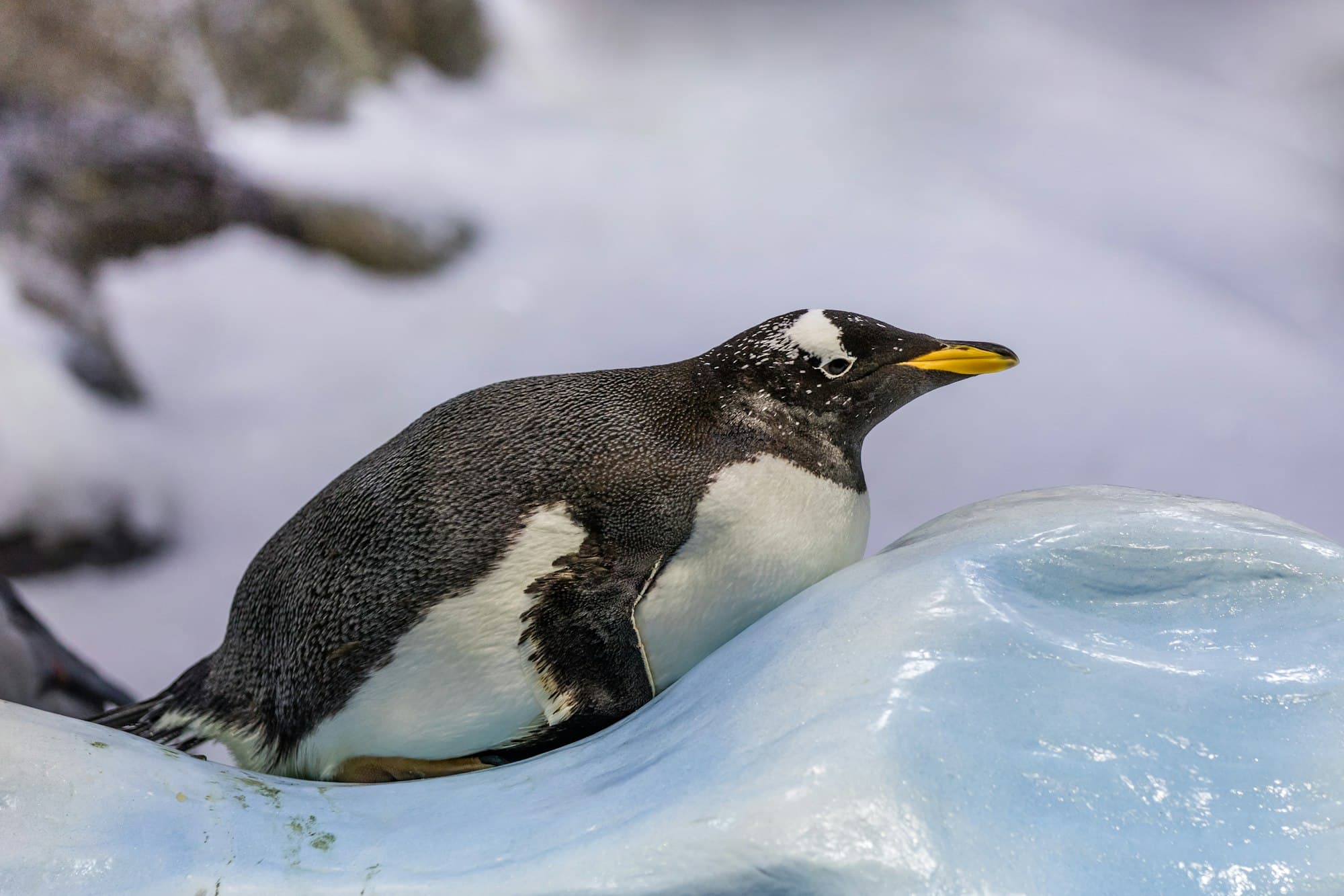 Pinguino al Loro Parque di Tenerife