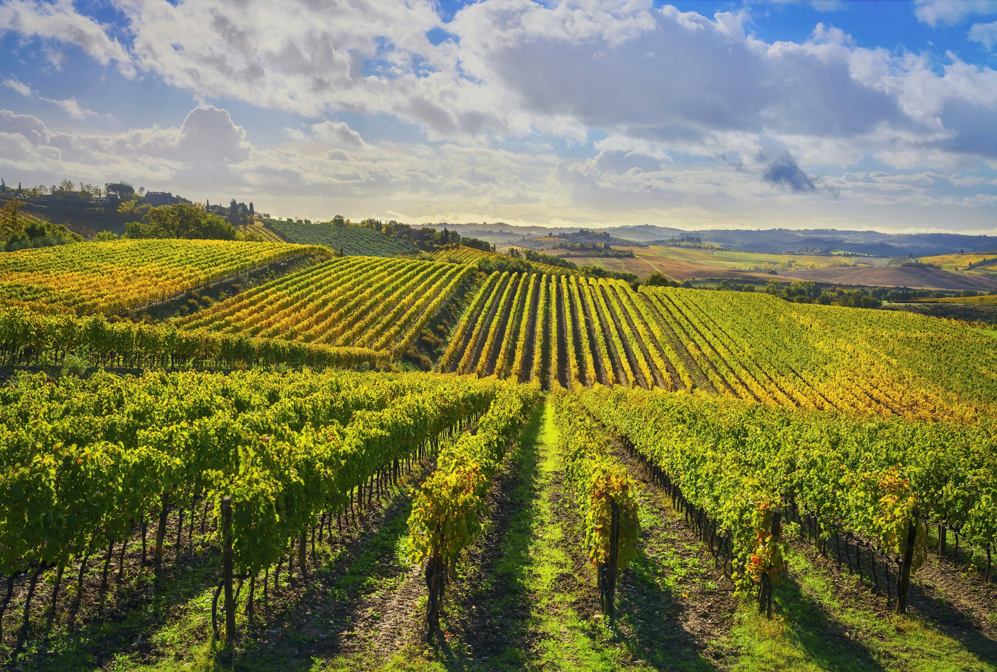 Panorama dei vigneti a Castellina in Chianti, Toscana, Italia