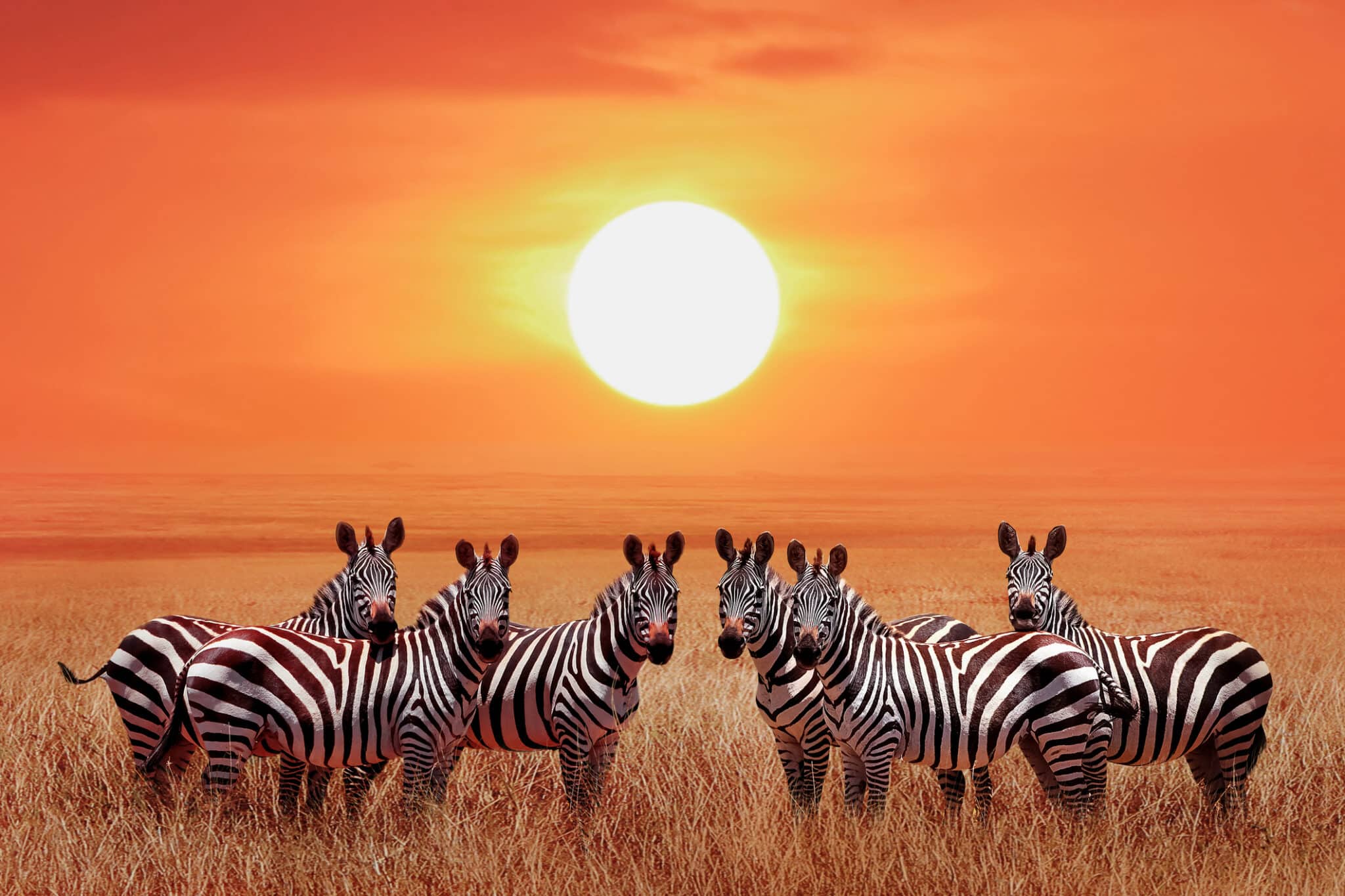 Gruppo di zebre nella savana africana contro il bellissimo tramonto. Parco Nazionale del Serengeti. Tanzania.