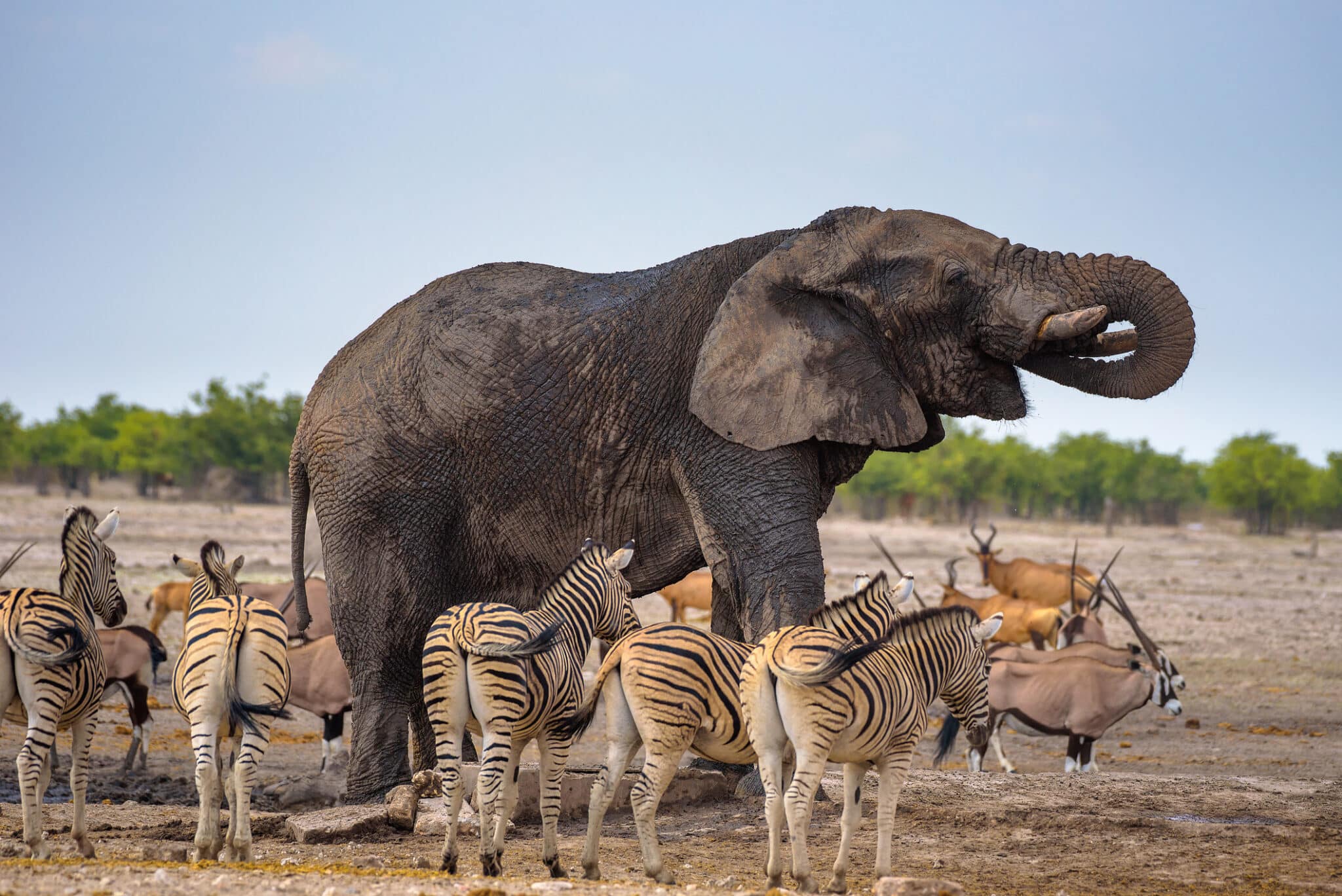 L'elefante africano beve l'acqua nel parco nazionale di Etosha circondato dalle zebre