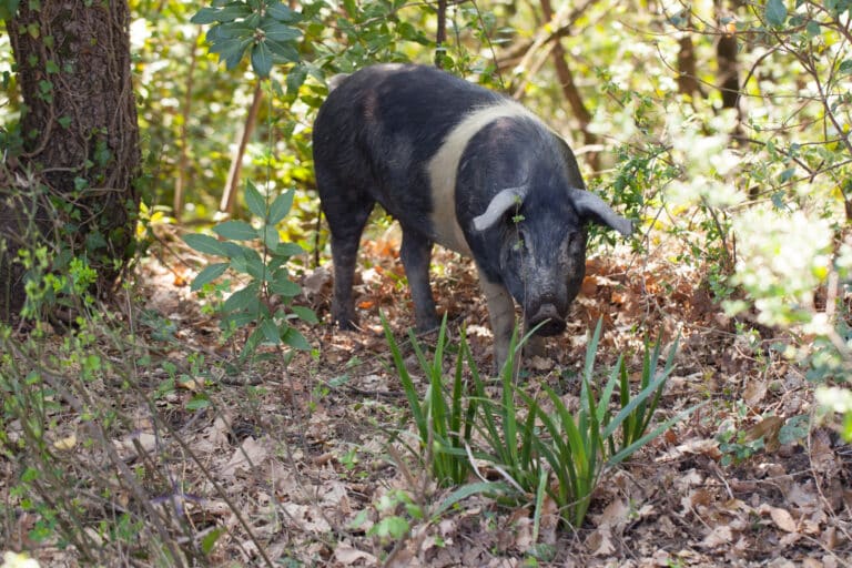 Cinta Senese,razza toscana,maiali,agricoltura sostenibile,prodotti DOP