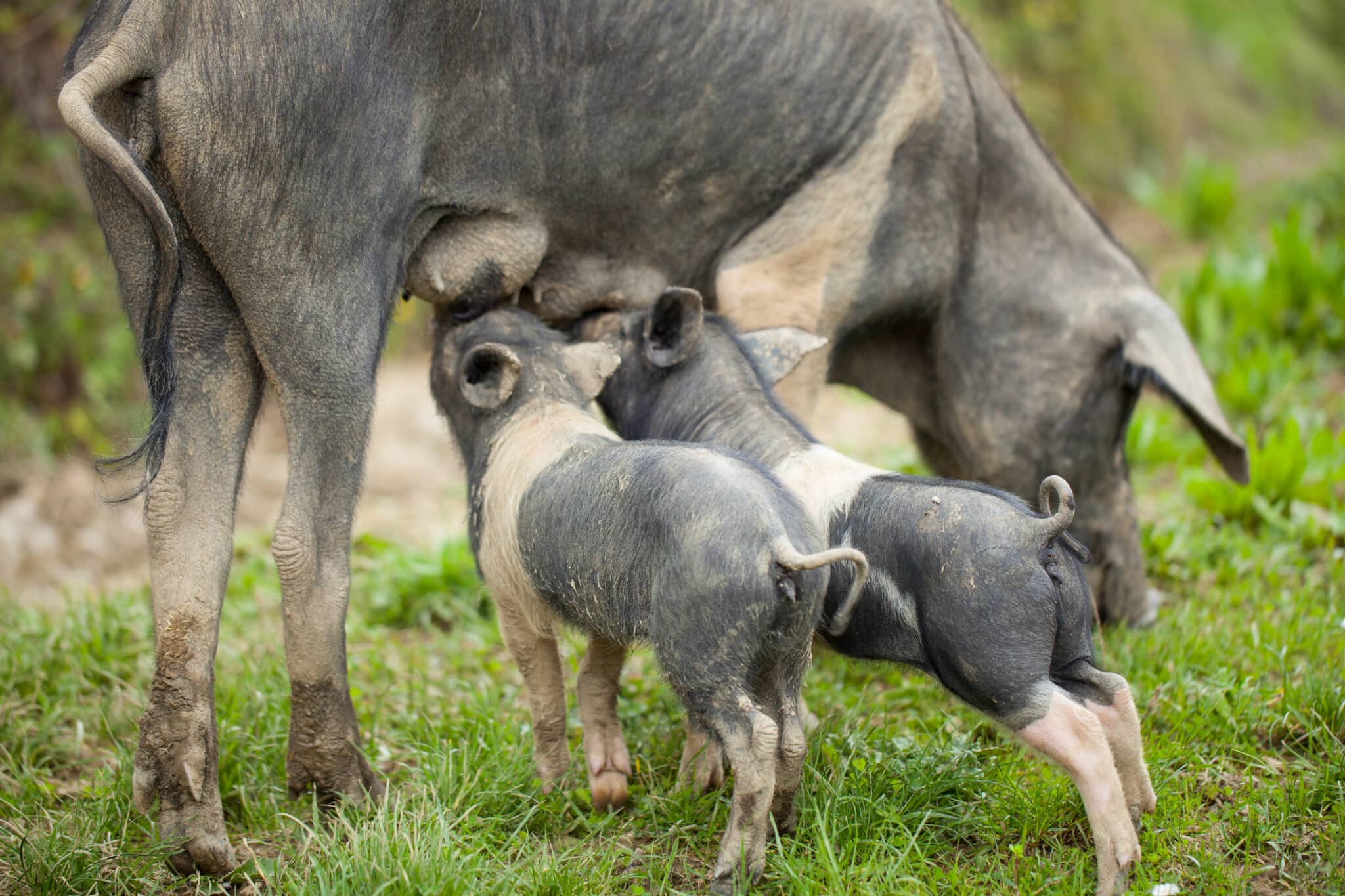 Maialini che allattano da una scrofa in un campo.