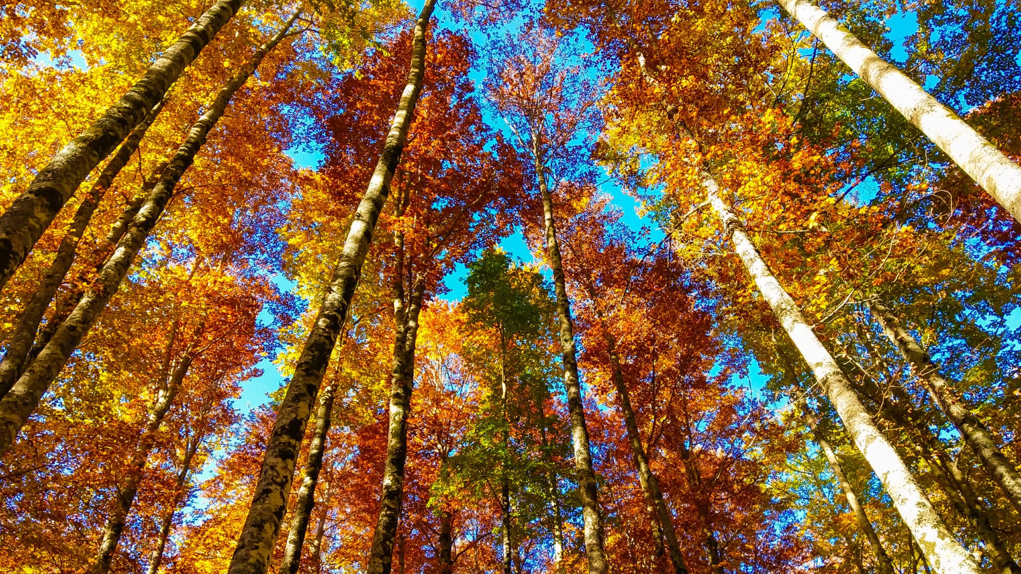 Foresta nel Monte Terminillo