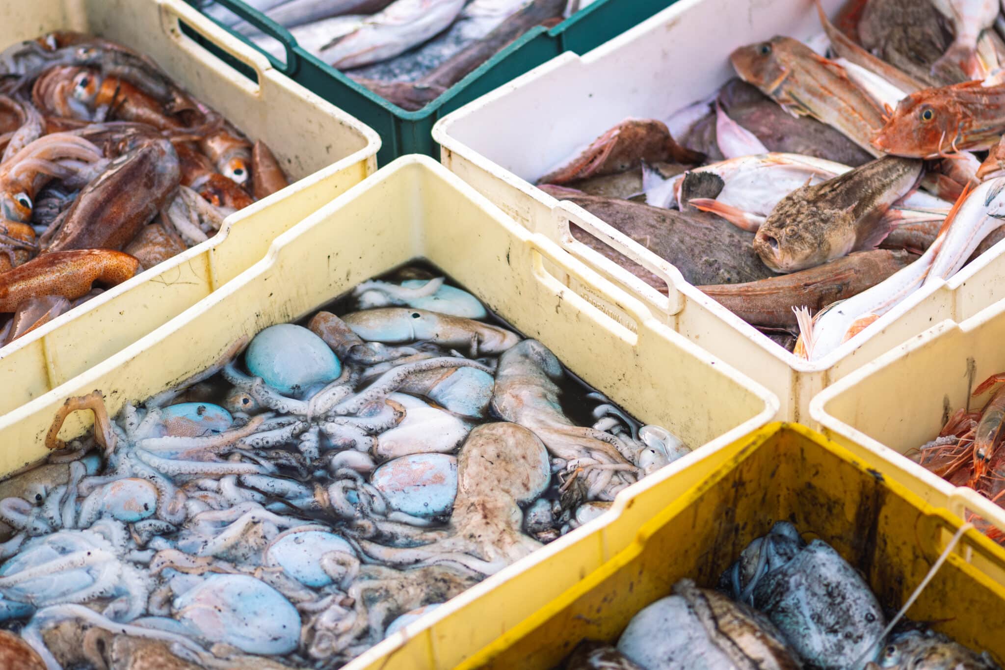 Mercato del Pesce a Molfetta