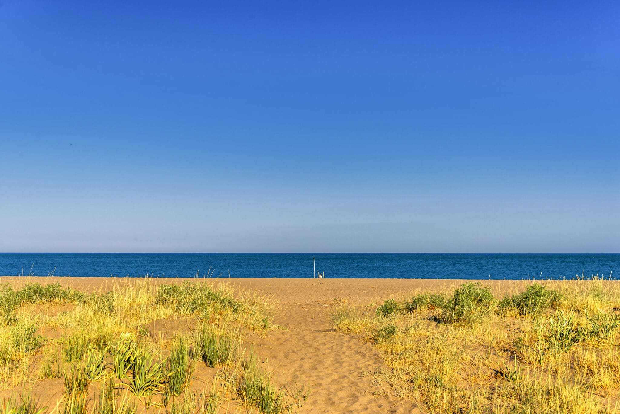 Paesaggio di Bush vicino alla spiaggia di Policoro.