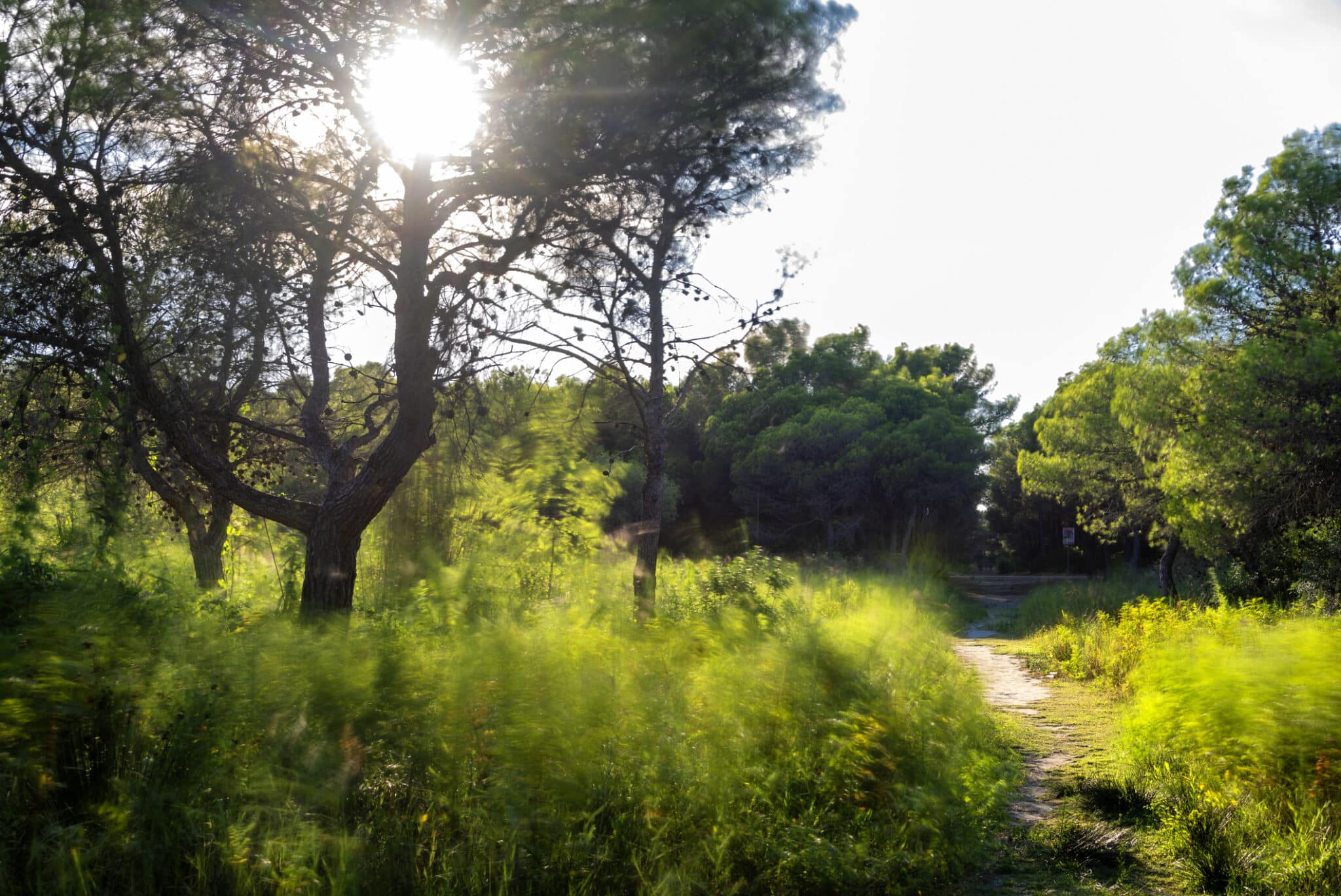 Paesaggio di sottobosco all'interno della pineta adiacente alla spiaggia di Policoro.