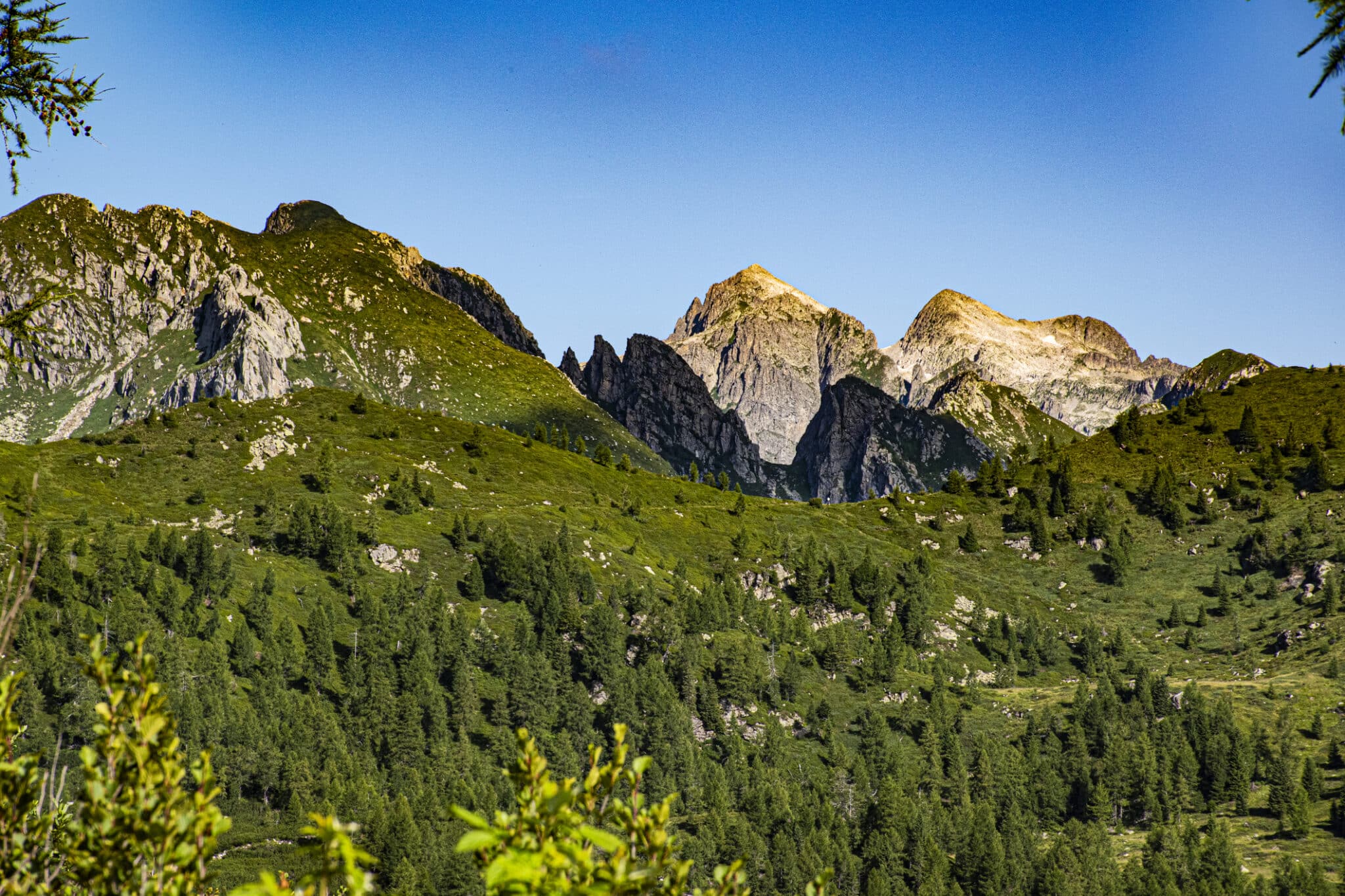 il sentiero dei fiori al passo Brocon numero cinque. il sentiero dei fiori al Passo Brocon nel complesso del Lagorai sull'altopiano del Tresino in provincia di Trento