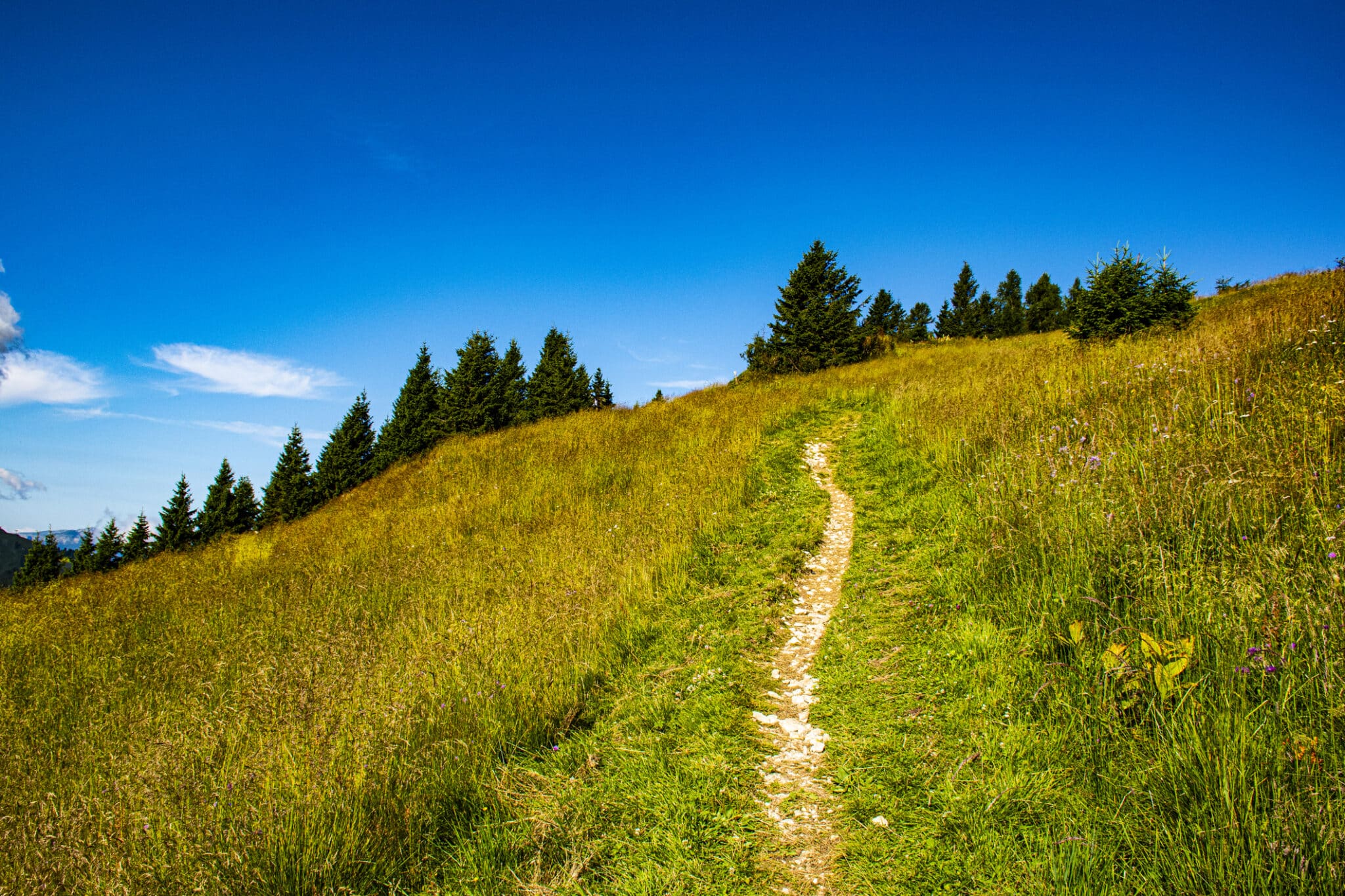 il sentiero dei fiori al passo Brocon numero quattro. il sentiero dei fiori al Passo Brocon nel complesso del Lagorai sull'altopiano del Tresino in provincia di Trento