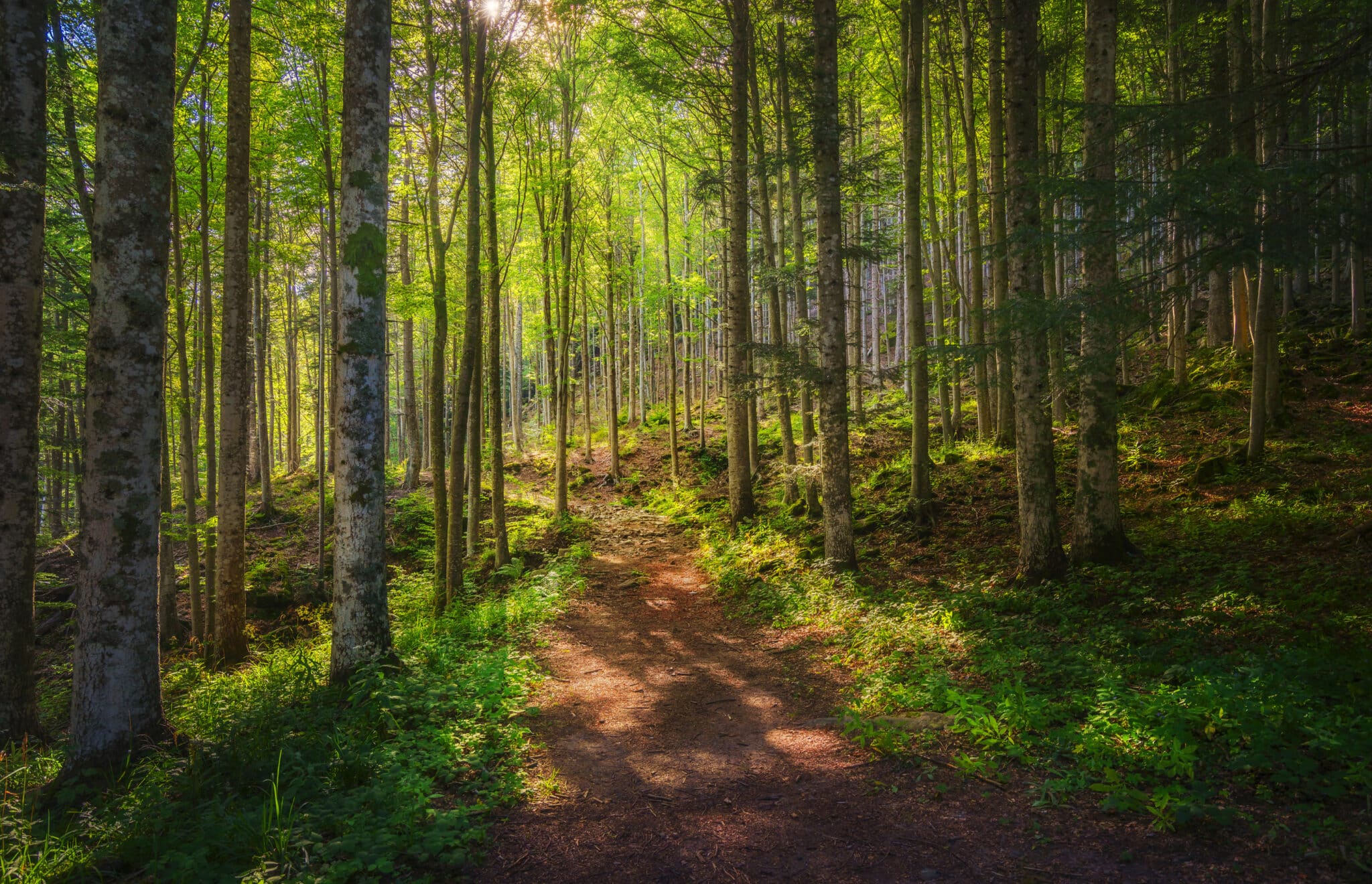 Abetone, sentiero di montagna all'interno di un bosco di abeti. Appennino, Toscana, Italia