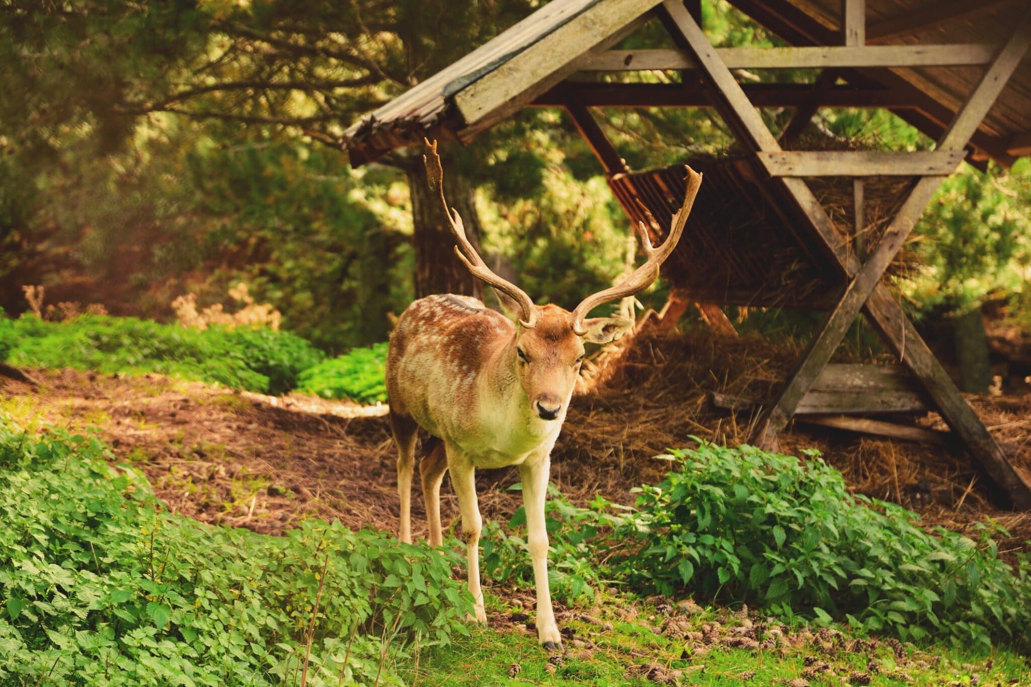 Cerf dans les bois près d'une mangeoire.