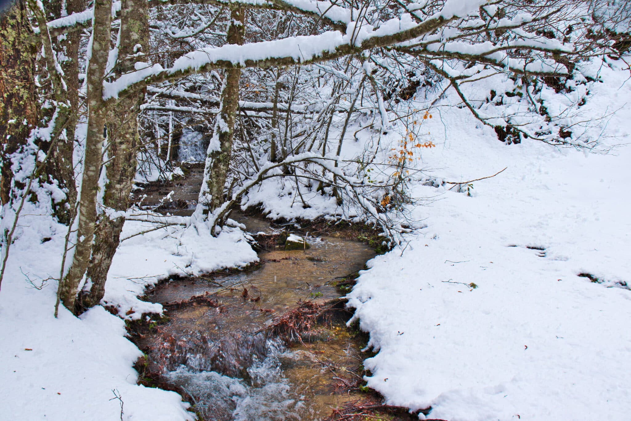 Ruisseau dans la forêt enneigée.