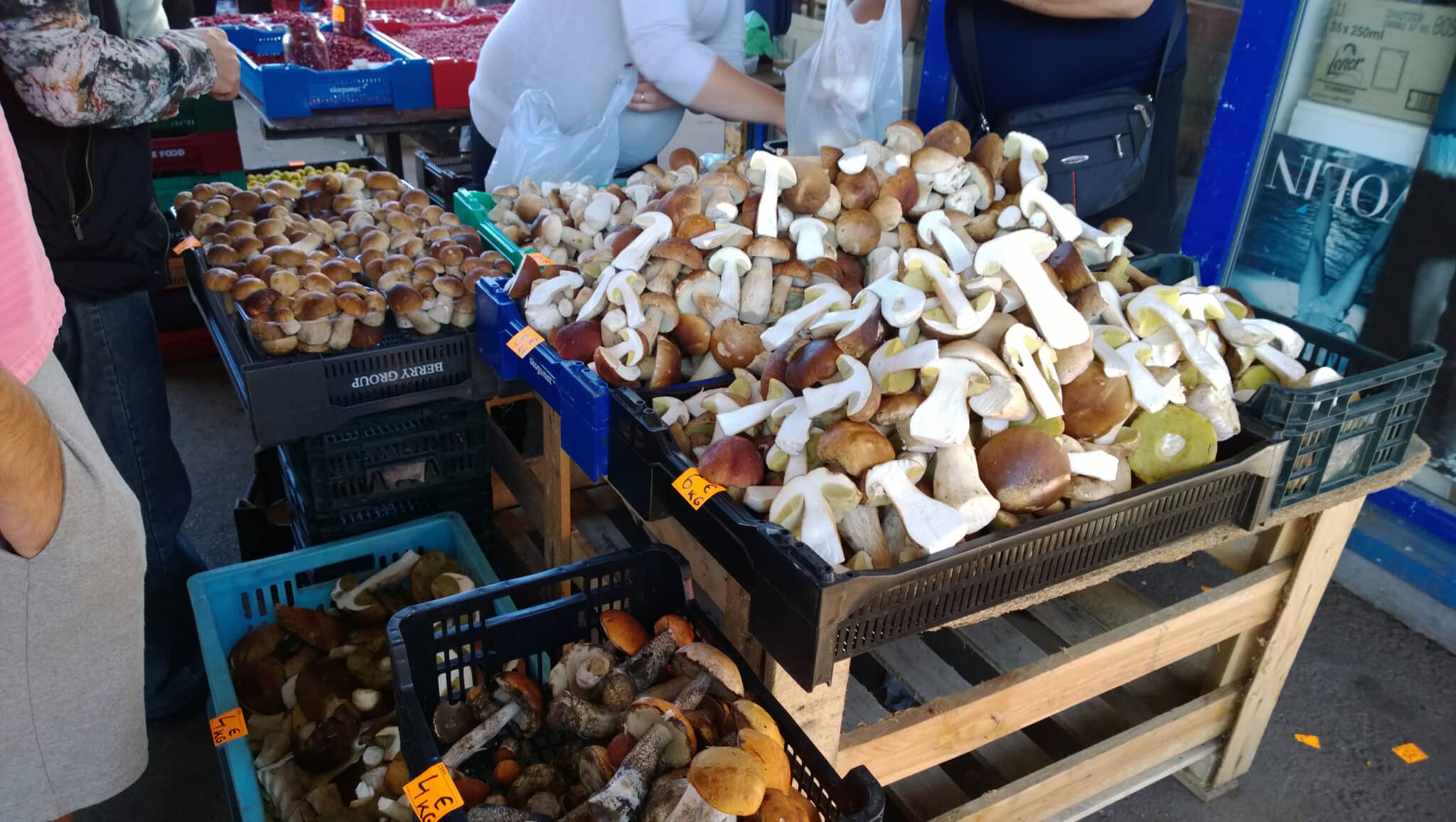 Funghi Porcini ad Abetone