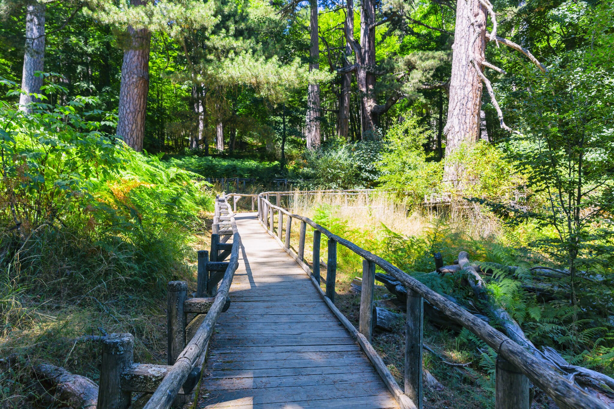 Chemin forestier avec passerelle en bois.