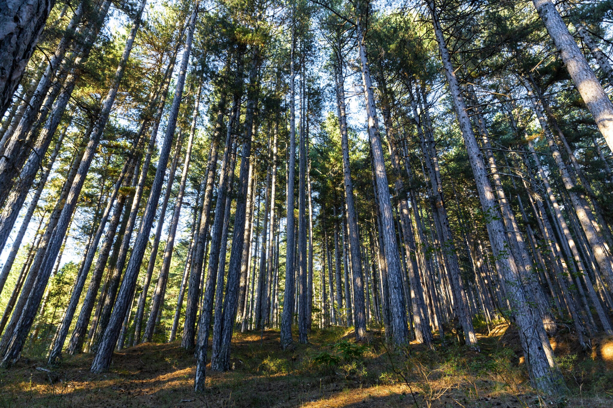 Forêt avec de grands arbres éclairés par le soleil.