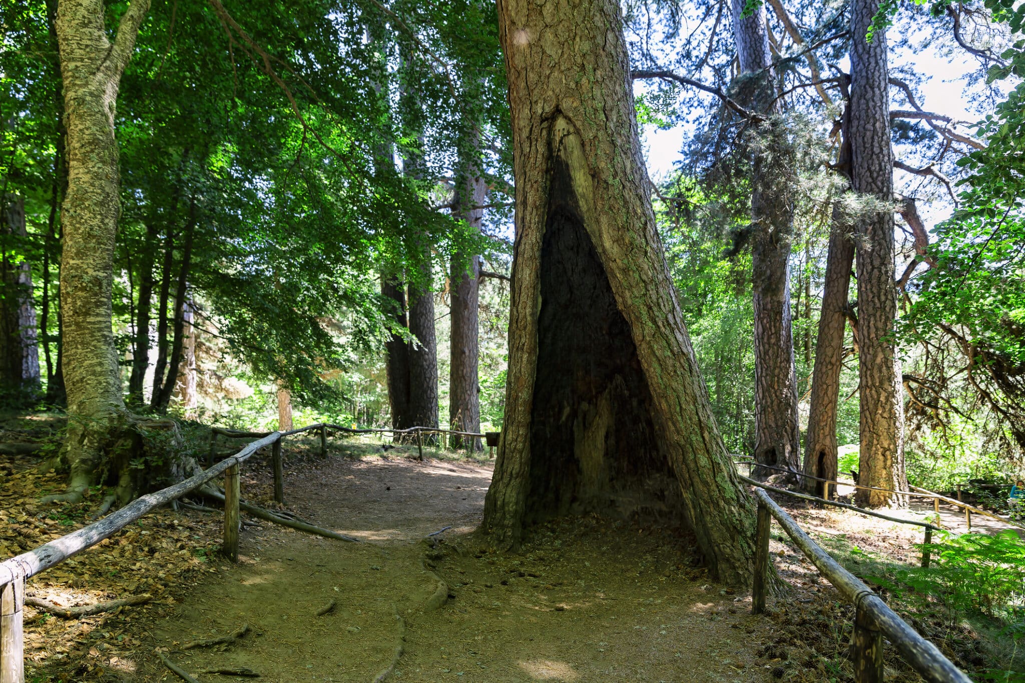 Chemin boisé avec arbre creux.