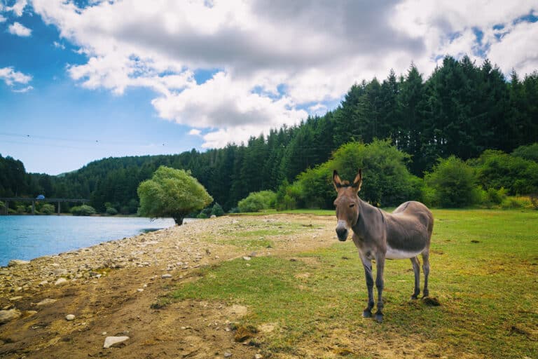 Âne au bord d'un lac avec la forêt en arrière-plan.