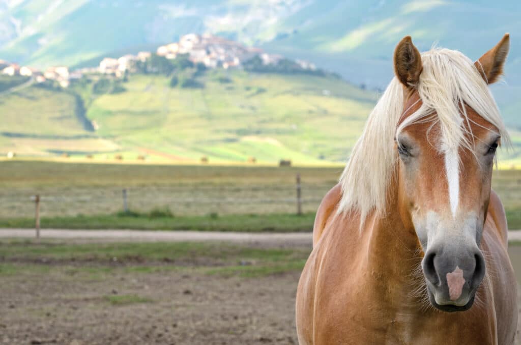 Nahaufnahme des Pferdes und Castelluccio di Norcia im Hintergrund