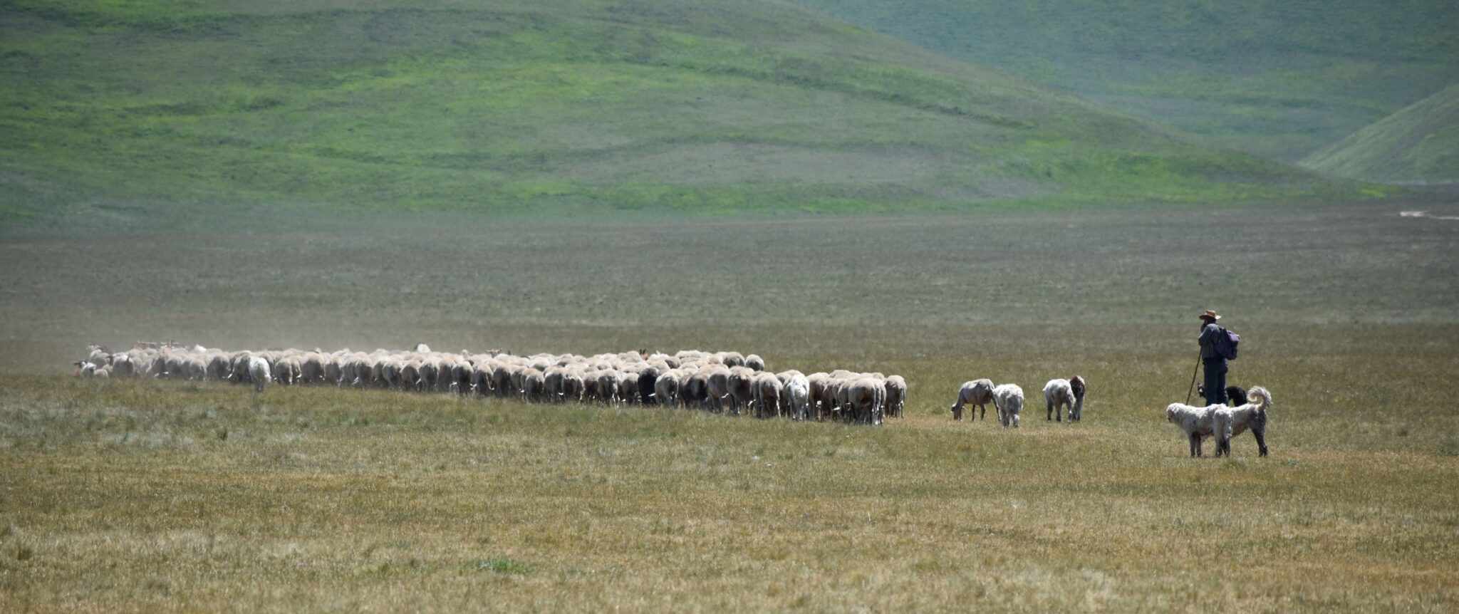 Vue panoramique d'un berger avec un troupeau de moutons à Piano Grande à Castelluccio di Norcia, Italie.