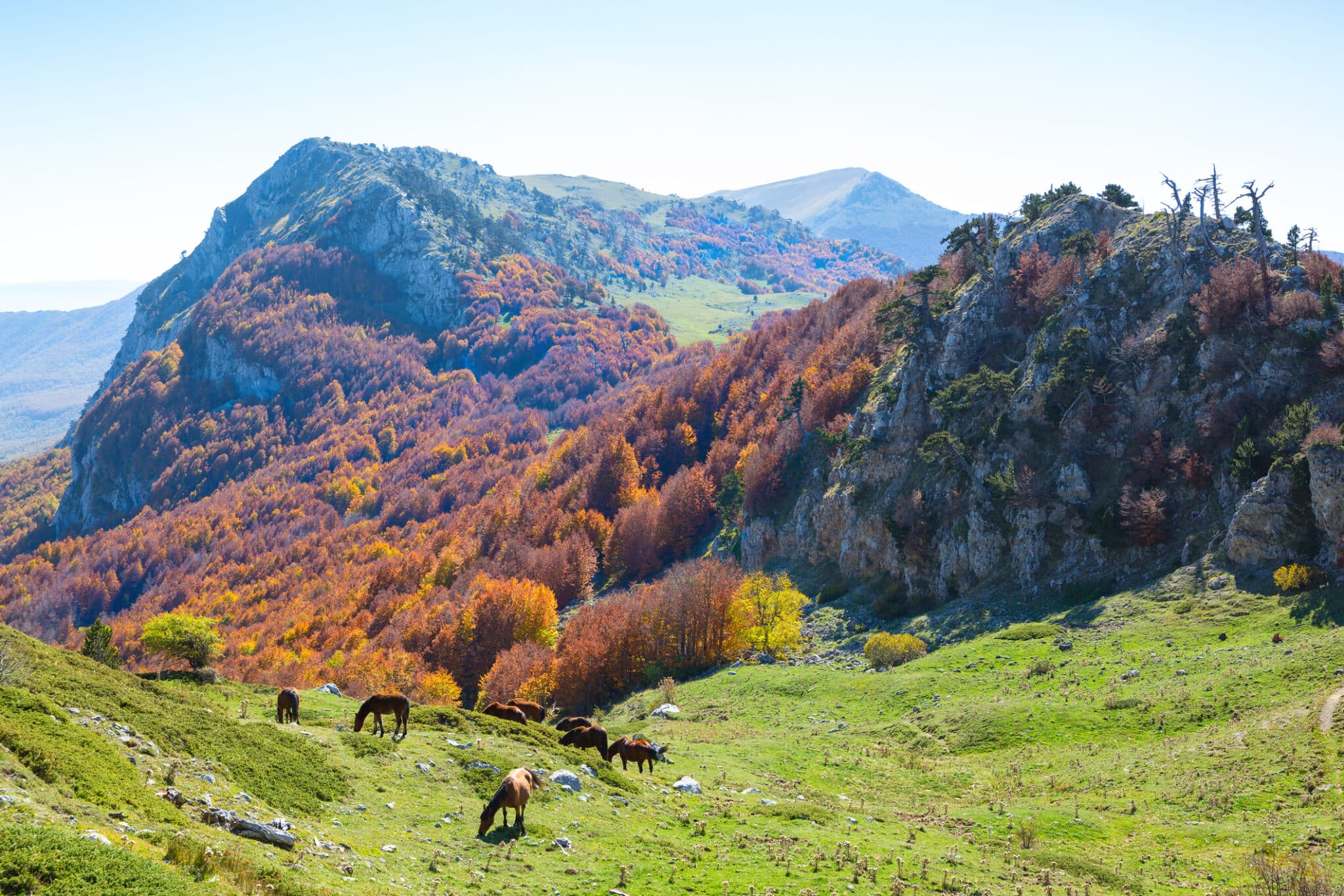 automne dans le parc national du pollino, sud de l'italie.