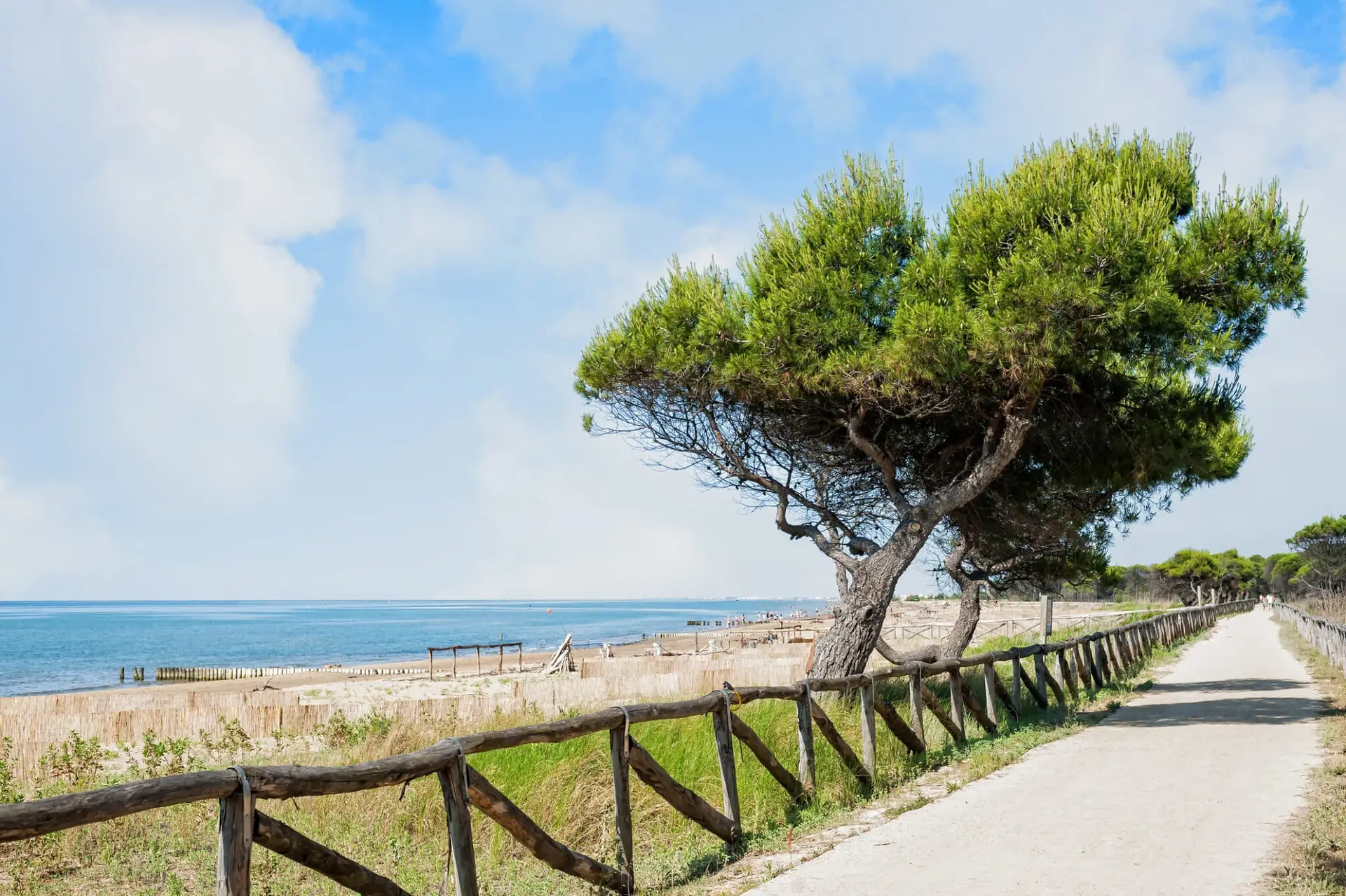 Sentiero costiero con pino inclinato e mare italiano