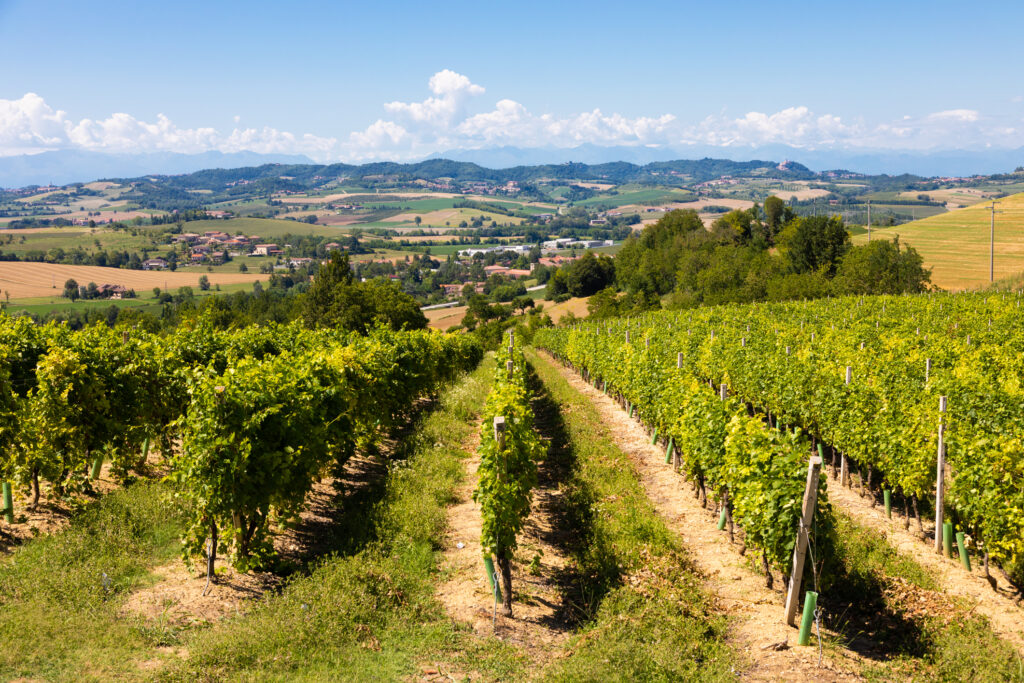 Vignoble à flanc de colline avec paysage rural